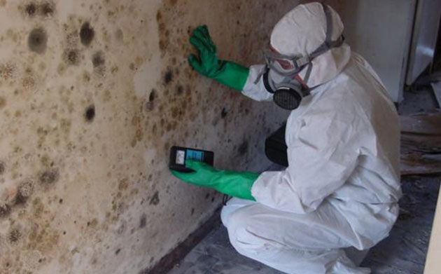 mold in basement Kitchener-Waterloo