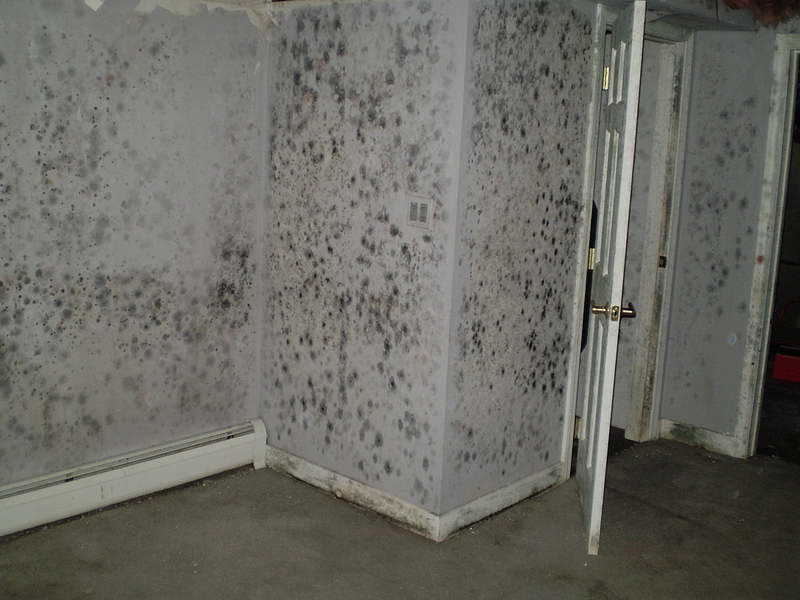 remove basement mold, Kitchener-Waterloo